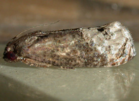 Locust-twig Borer